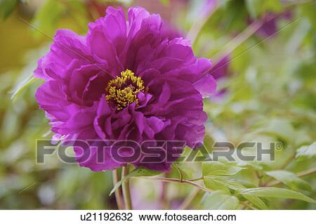 Close-up of peony flower View Large Photo Image Stock Image - Close-up of peony flower. Fotosearch