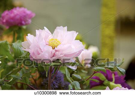 Stock Photo - Close-up of peony flower. Fotosearch