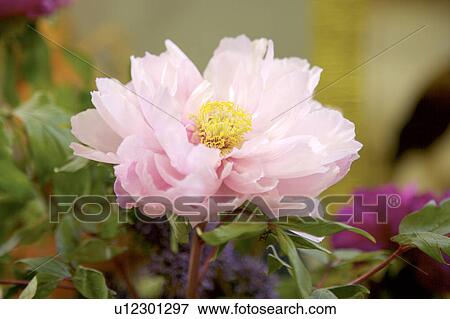 Stock Photo - Close-up of peony flower. Fotosearch