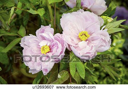 Stock Photo - Close-up of peony flower. Fotosearch