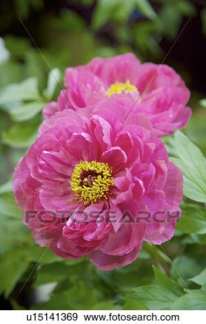 Close-up of peony flower View Large Photo Image Stock Photo - Close-up of peony flower. Fotosearch