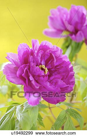 Close-up of peony flower View Large Photo Image Stock Photo - Close-up of peony flower. Fotosearch
