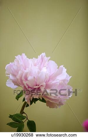 Close-up of peony flower View Large Photo Image Stock Photo - Close-up of peony flower. Fotosearch