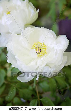 Close-up of peony flower View Large Photo Image Stock Photo - Close-up of peony flower. Fotosearch