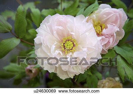 Close-up of peony flower View Large Photo Image Stock Photo - Close-up of peony flower. Fotosearch