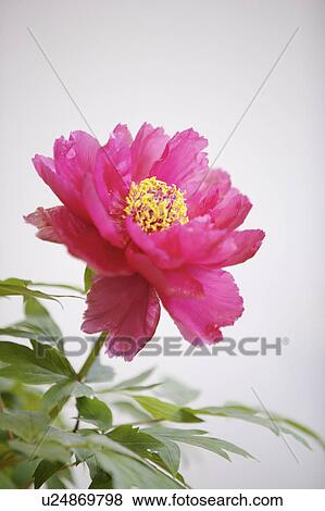 Stock Photo - Close-up of peony flower. Fotosearch