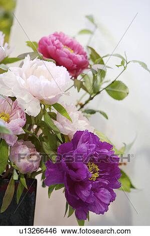 Close-up of peony flower View Large Photo Image Stock Photograph - Close-up of peony flower. Fotosearch