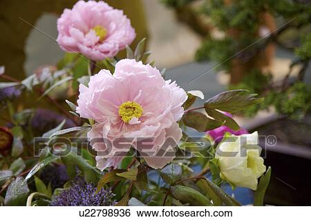 Close-up of peony flower View Large Photo Image Stock Photograph - Close-up of peony flower. Fotosearch