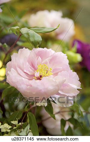 Stock Photography - Close-up of peony flower. Fotosearch
