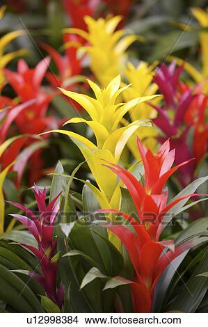 Close-up of pineapple plant View Large Photo Image Picture - Close-up of pineapple plant. Fotosearch