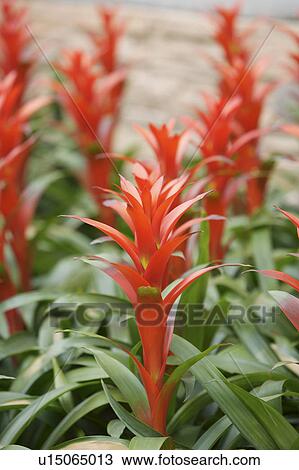 Stock Image - Close-up of pineapple plant. Fotosearch