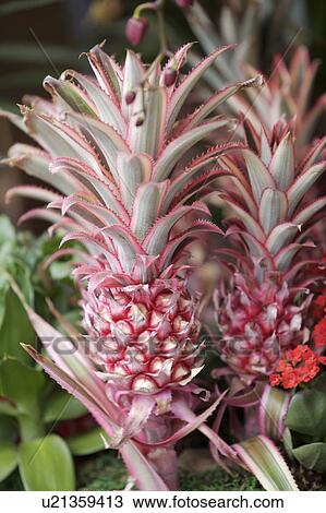 Close-up of pineapple plant View Large Photo Image Stock Image - Close-up of pineapple plant. Fotosearch