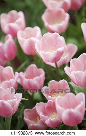Stock Image - Close-up of pink tulip. Fotosearch
