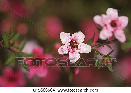 Close-up of plum blossom View Large Photo Image Picture - Close-up of plum blossom. Fotosearch
