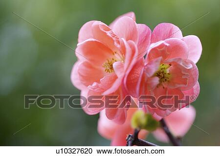 Close-up of plum blossom View Large Photo Image Stock Image - Close-up of plum blossom. Fotosearch
