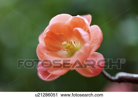 Close-up of plum blossom View Large Photo Image Stock Image - Close-up of plum blossom. Fotosearch