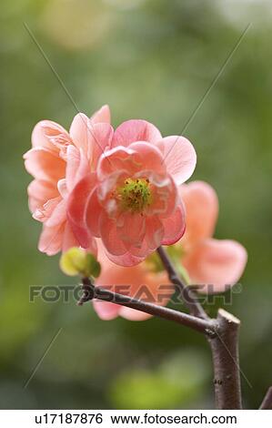 Close-up of plum blossom View Large Photo Image Stock Photograph - Close-up of plum blossom. Fotosearch