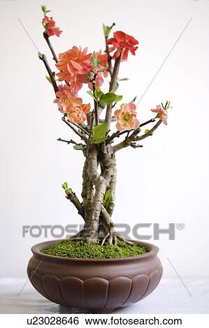 Potted plum blossom View Large Photo Image Stock Photograph - Potted plum blossom. Fotosearch