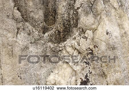 A rough rock surface View Large Photo Image Stock Image - A rough rock surface. Fotosearch
