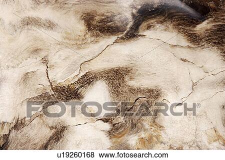 Stock Photo - Animal-like marble surface. Fotosearch