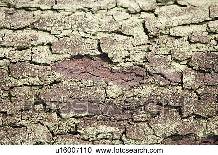 Bark View Large Photo Image Stock Image - Bark. Fotosearch
