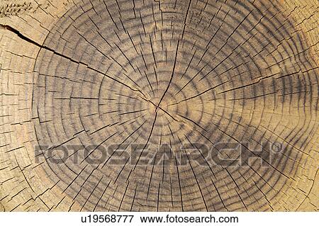 Stock Photo - Cracked Tree Ring. Fotosearch