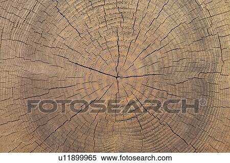 Cracked tree ring View Large Photo Image Stock Photography - Cracked tree ring. Fotosearch