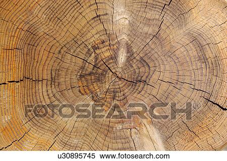 Cracked Tree Ring View Large Photo Image Stock Photography - Cracked Tree Ring. Fotosearch