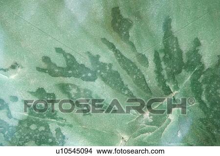 Green Marble View Large Photo Image Picture - Green Marble. Fotosearch