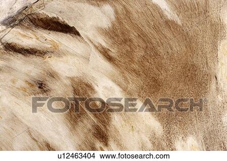 Marble Surface View Large Photo Image Picture - Marble Surface. Fotosearch