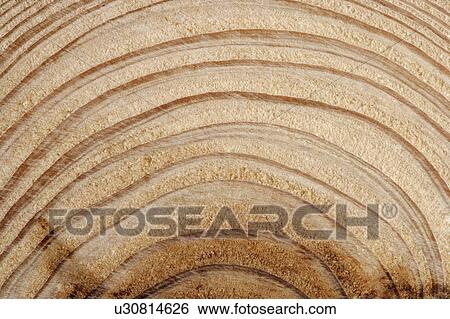 Stock Photograph - Part of tree ring. Fotosearch