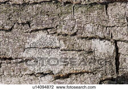 Rock Surface View Large Photo Image Stock Image - Rock Surface. Fotosearch