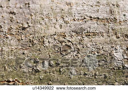 Rock Surface View Large Photo Image Stock Image - Rock Surface. Fotosearch