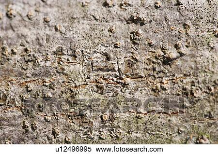 Stock Photography - Rock Surface. Fotosearch