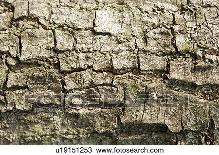 Rough Bark View Large Photo Image Stock Image - Rough Bark. Fotosearch