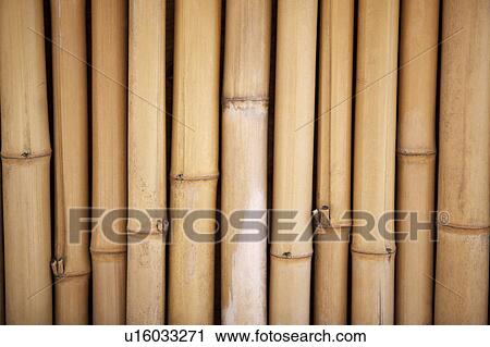 Row of bamboo canes, full frame View Large Photo Image Stock Image - Row of bamboo canes, full frame. Fotosearch