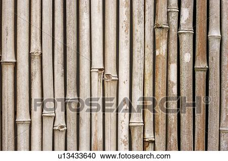Rows of bamboos View Large Photo Image Stock Image - Rows of bamboos. Fotosearch