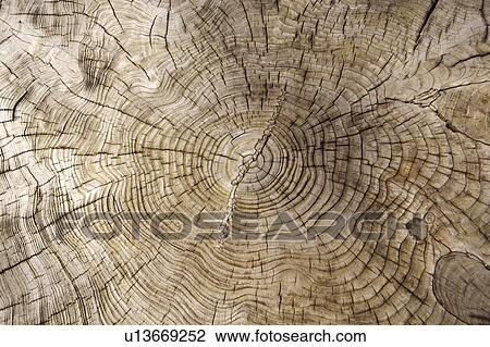Tree Ring View Large Photo Image Stock Image - Tree Ring. Fotosearch
