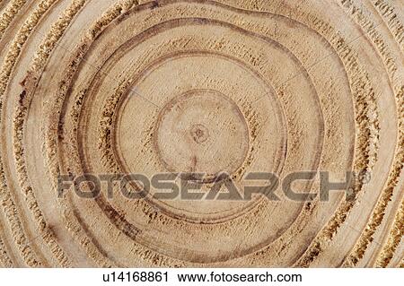 Stock Image - Tree Ring. Fotosearch