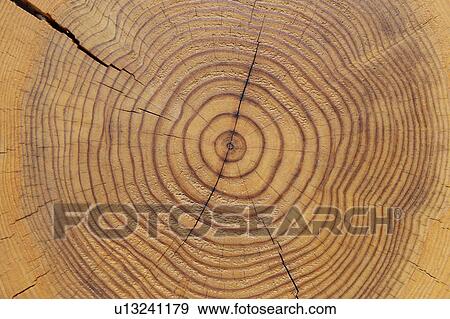 Tree Ring View Large Photo Image Stock Photo - Tree Ring. Fotosearch