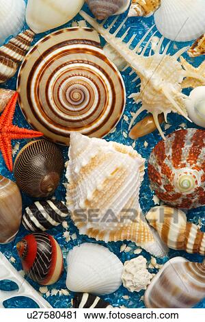 Assorted seashell View Large Photo Image Stock Image - Assorted seashell. Fotosearch