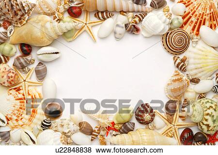 Assorted seashells frame View Large Photo Image Stock Photo - Assorted seashells frame. Fotosearch