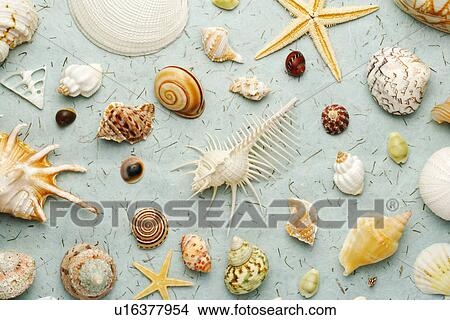 Picture - Assorted seashells on blue background. Fotosearch