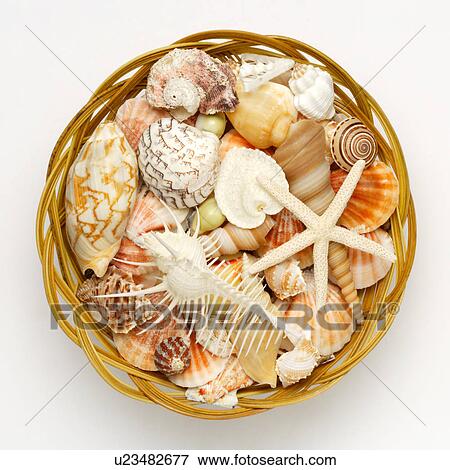 Assorted seashells on plate View Large Photo Image Stock Photo - Assorted seashells on plate. Fotosearch