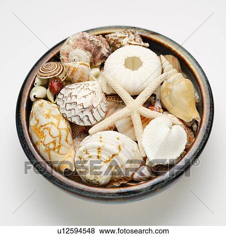 Assorted seashells on tray View Large Photo Image Stock Photo - Assorted seashells on tray. Fotosearch