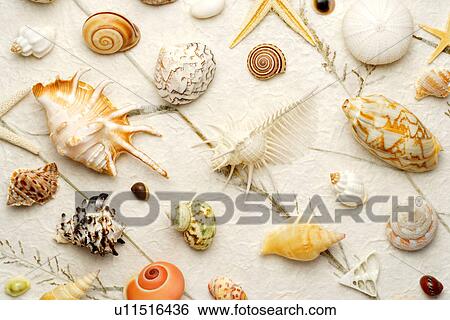 Stock Photograph - Assorted seashells. Fotosearch