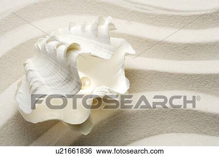 Close-up of semi-open seashell View Large Photo Image Stock Photograph - Close-up of semi-open seashell. Fotosearch
