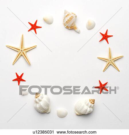 Four kinds of seashells form a circle View Large Photo Image Stock Image - Four kinds of seashells form a circle. Fotosearch