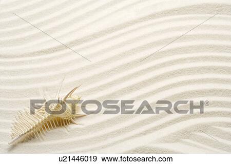 Murex with spines on sand View Large Photo Image Stock Photo - Murex with spines on sand. Fotosearch