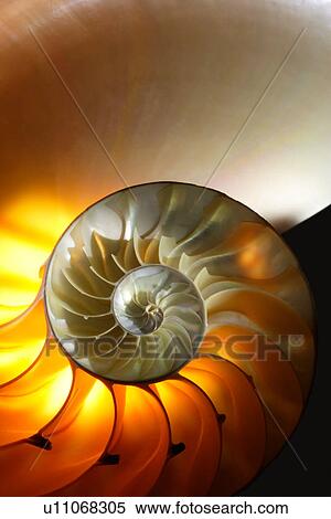 Stock Photography - Nautilus Seashell Close-Up. Fotosearch